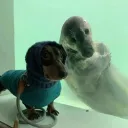 chillyribs