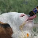 sp4sticgoat1871