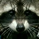 mr.r4cc00n