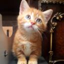 bax avatar