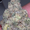 avatar Poludniowa-Polska ShotGan