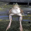 smab69