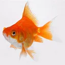 fishslinger101