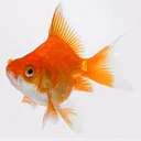 fishslinger101