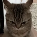 mizukitard