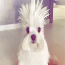 luneploom