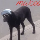 mwcooldog