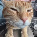 catffeine
