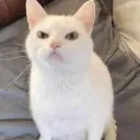 kweeb