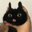 vulturetooth