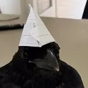 vulturetooth
