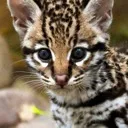 itscutecat