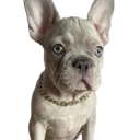 datobe