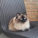 mochaccino