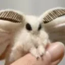 darkozdarka