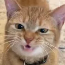 dubbabubba