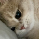 avatar Yziʕ˶•-•˵ིྀʔ