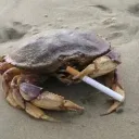 ajappa