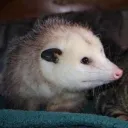 kiwi_2473