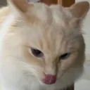 evwie
