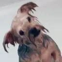 wtfgremlin
