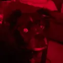 spherewolf