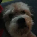 murphyddog