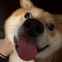 thefelpsguy