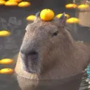 puxusadolfus