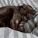 hoku_spokus