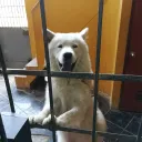 perdani_ avatar