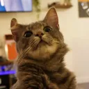 karnivalzz