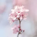 _.sylvie._