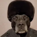 Медвідь