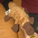 balkys