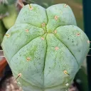 hermesmercurias