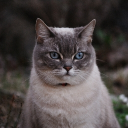 Discord Avatar