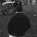 nofeus