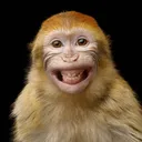 mrzcookie