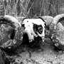 shambler666