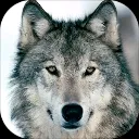 wolfecreation
