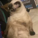comfyartist