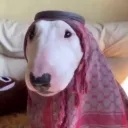 bafoonie