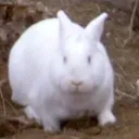 killerrabbit8311