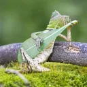chameleonbk