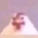 itzpollo
