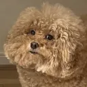 callmedoggo
