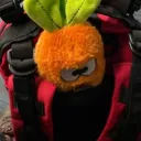 carrotmayhem