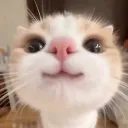 bunnygram