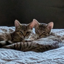 avatar Galaxina/ Anne